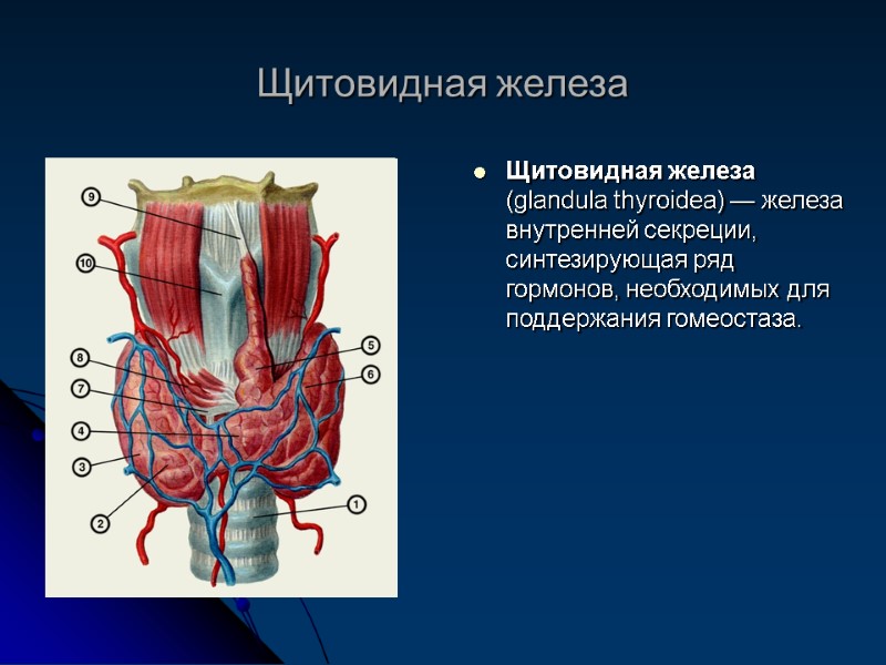 Щитовидная железа Щитовидная железа (glandula thyroidea) — железа внутренней секреции, синтезирующая ряд гормонов, необходимых